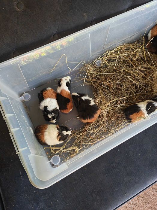 Sprzedam świnki morskie tanio. tel pięć 0 trzy cztery 6 pięć cztery 88