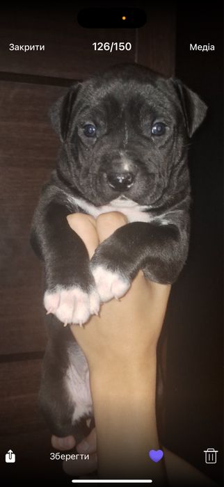 Продам цуценят Стафордширського терʼєра