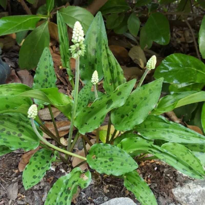 Roślina doniczkowa Drimiopsis maculata 3zł/szt