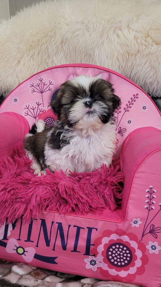 Shih tzu cudny piesio z wyprawką