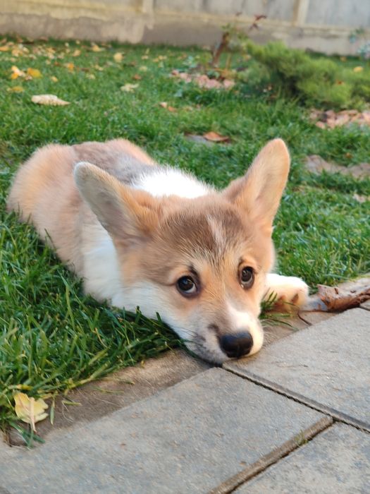 Корги пемброк , цуценята хлопці та дівчата. Ціна 850.00 евро.щенки