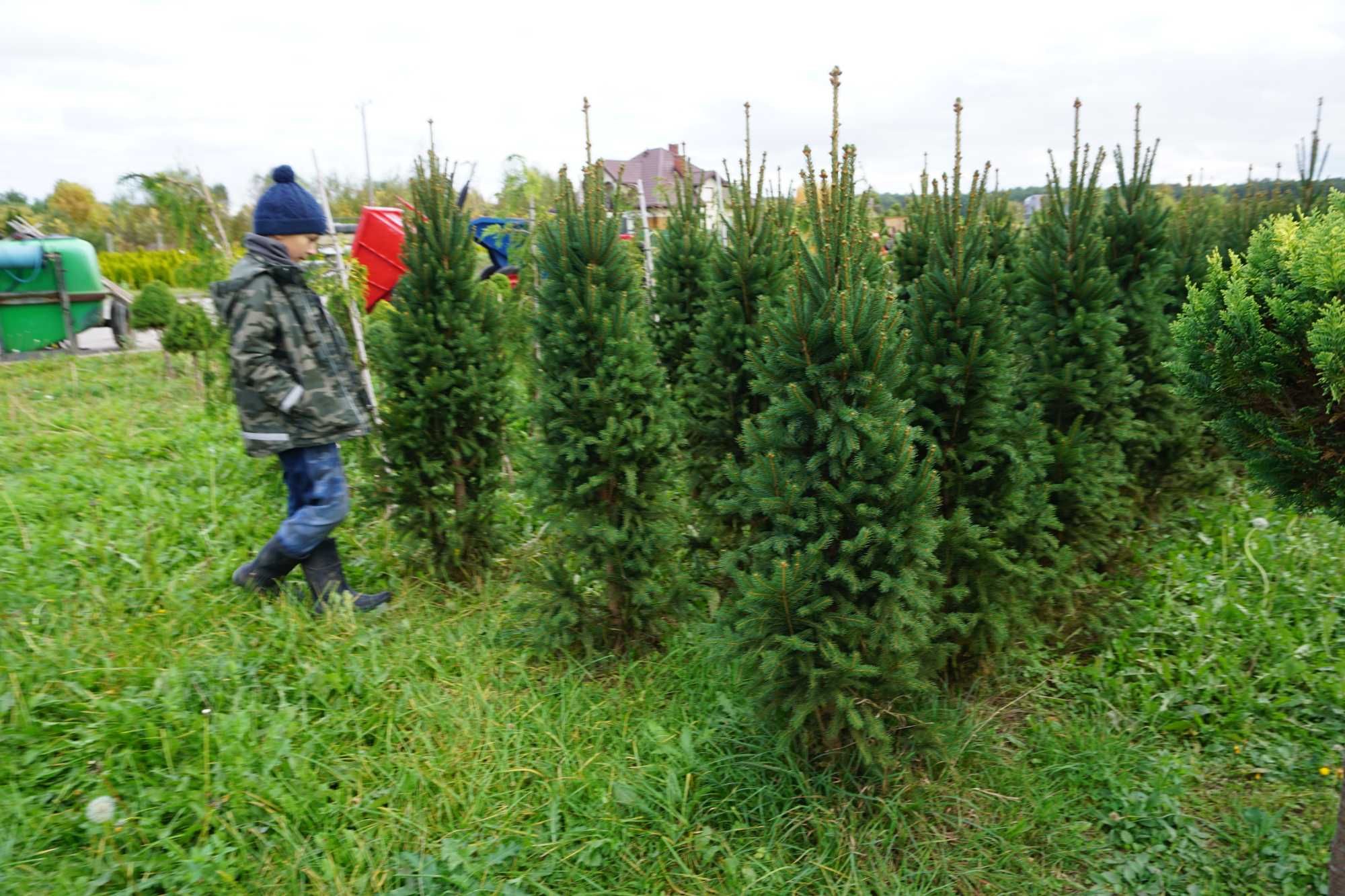 szczepione _ SOSNY jodły ŚWIERKI _ egzemplarze XXL niskie ceny SZKÓŁKA