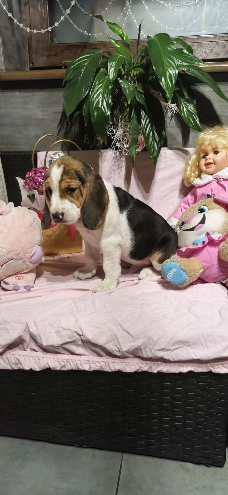 Śliczny piesek rasy Beagle