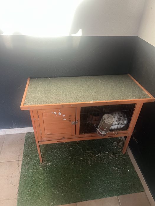 Coelhos anões (femea e macho) lindos e registados