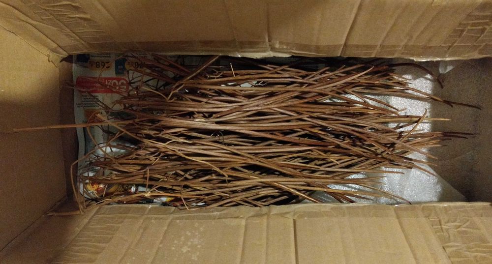 Katalpa nasiona strąki z nasionami 10 sztuk