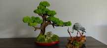 Duże drzewko bonsai mech chrobotek