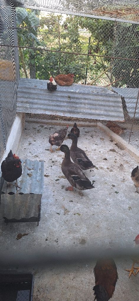 Vendo patos  rouen machos