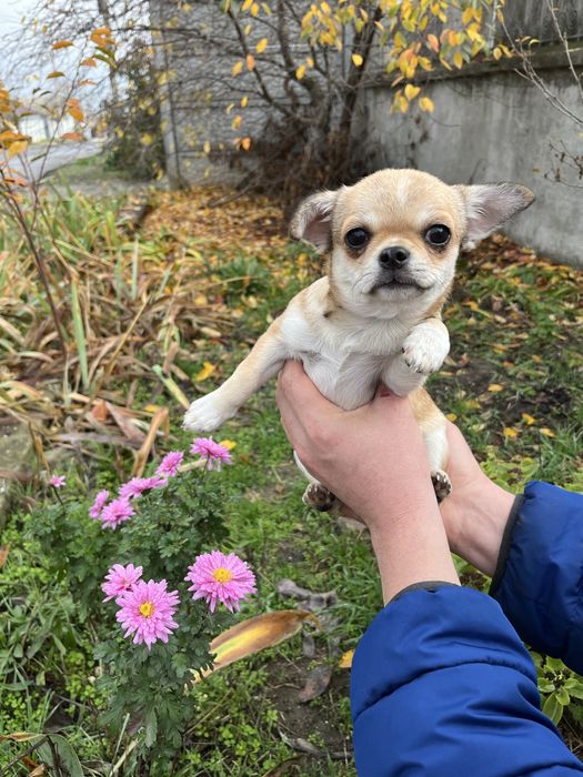 Чіхуахуа дівчинки