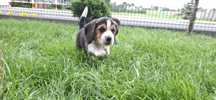 Śliczne maluszki Beagle