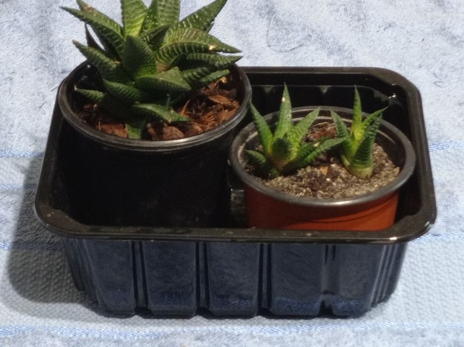 Хавортія сукулент