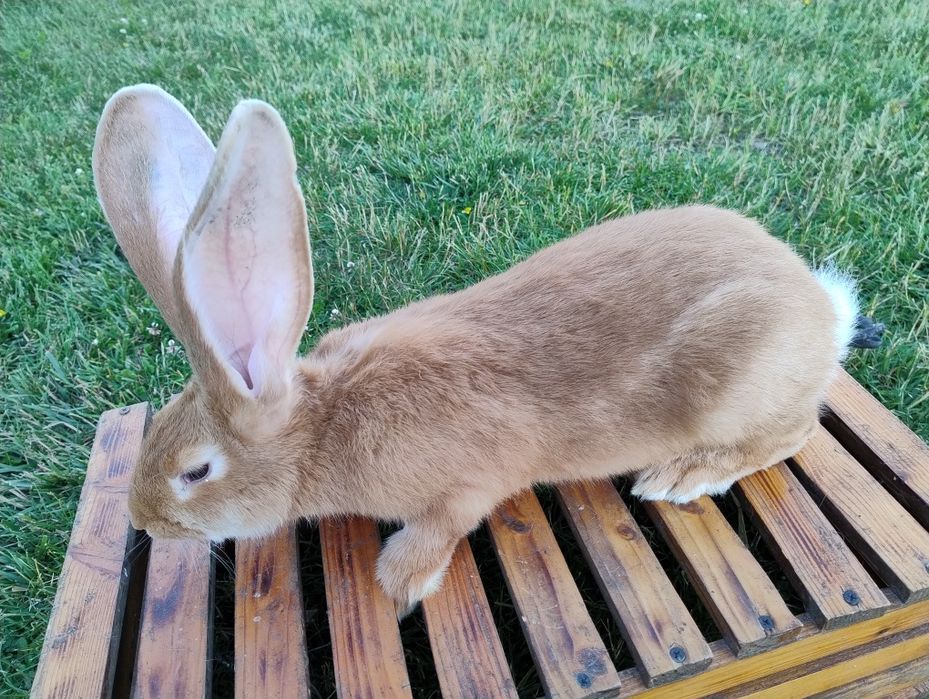 Belgijski Olbrzym Żółty BOŻ