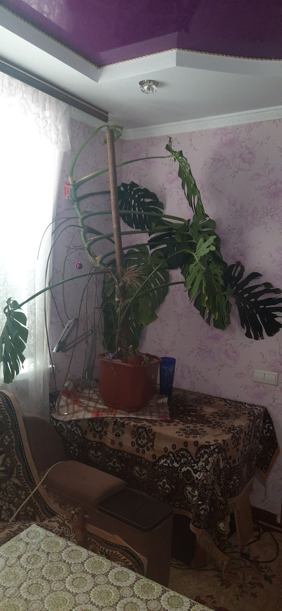 Вазон Монстера . Як для офісу, так і для кімнат.