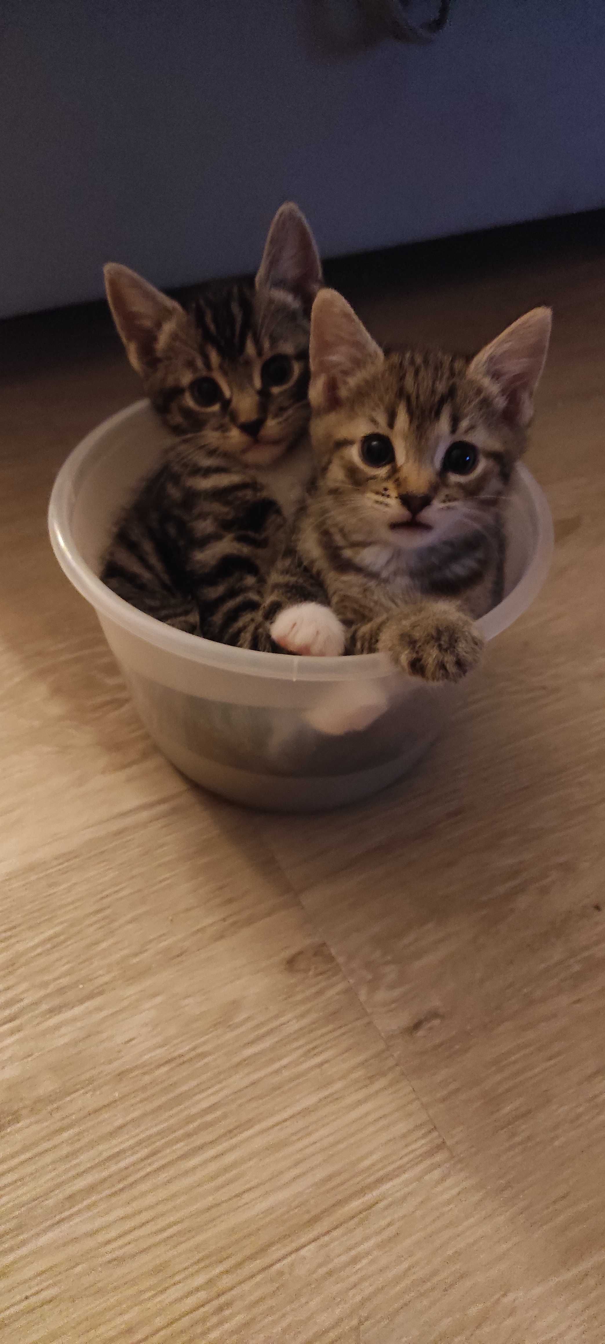 Kotki do adopcji
