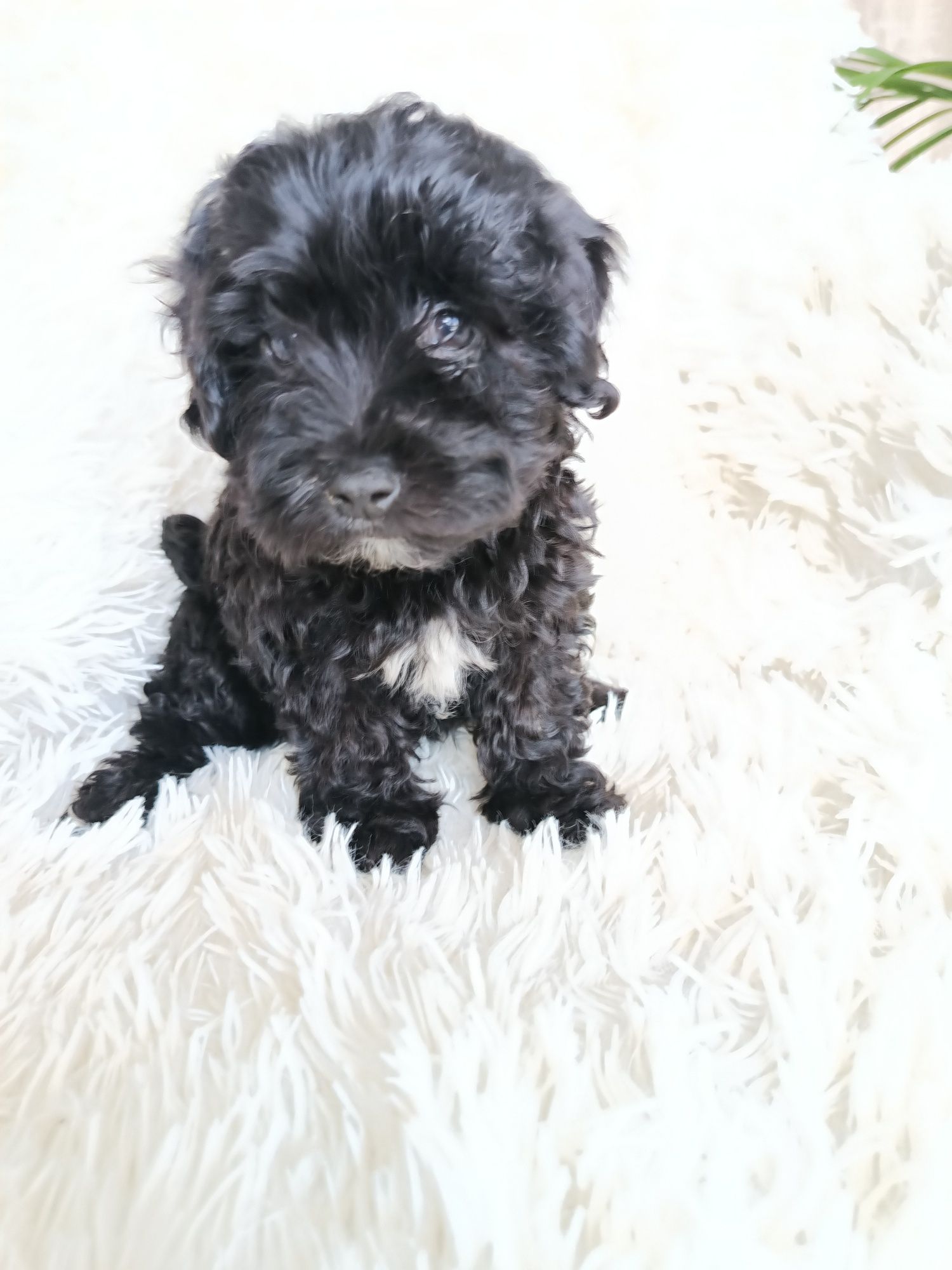 Psy rasowe maltipoo