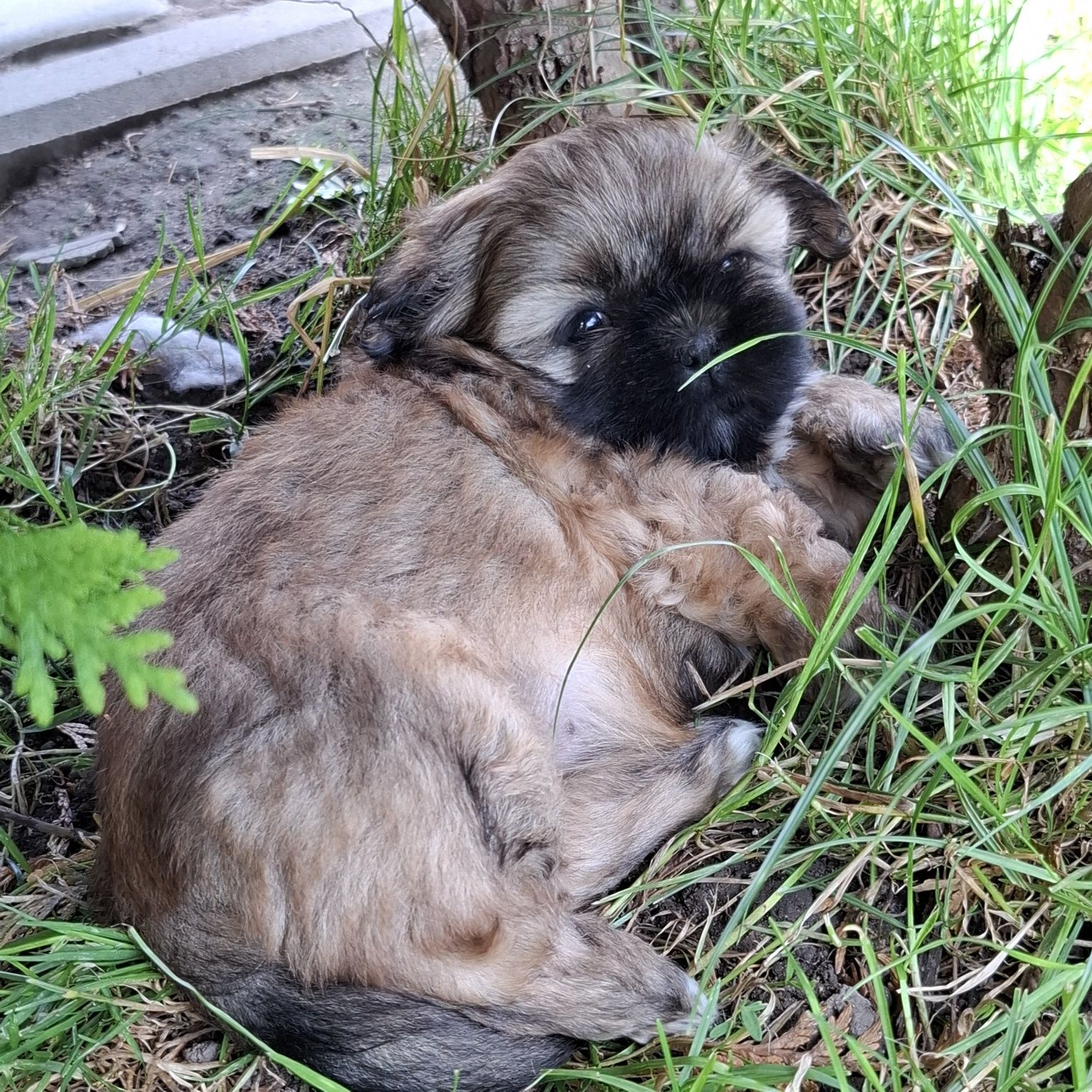 Sunia shih tzu brązowa