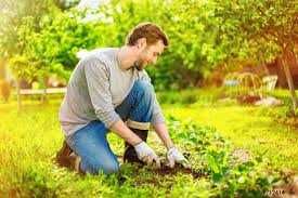 САДІВНИК Догляд за садом - посадка і догляд за рослинами