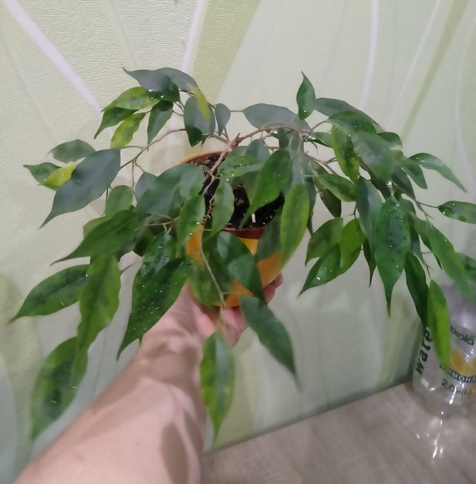 Фикус Бенджамина, папоротник, пеперомия, Сансевиерия Муншайн