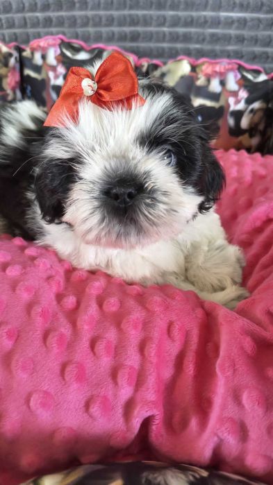 Piesek Shih tzu Oskar gotowy do zmiany domku