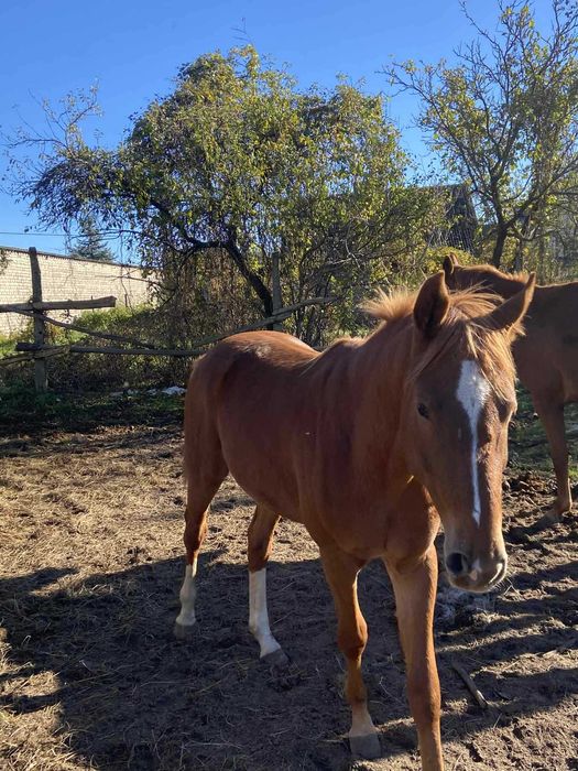 Sprzedam ogiera Tajfuna