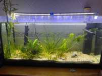Aquário 100L com acessórios
