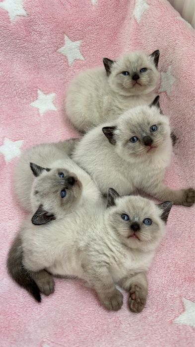 Кошенята породисті