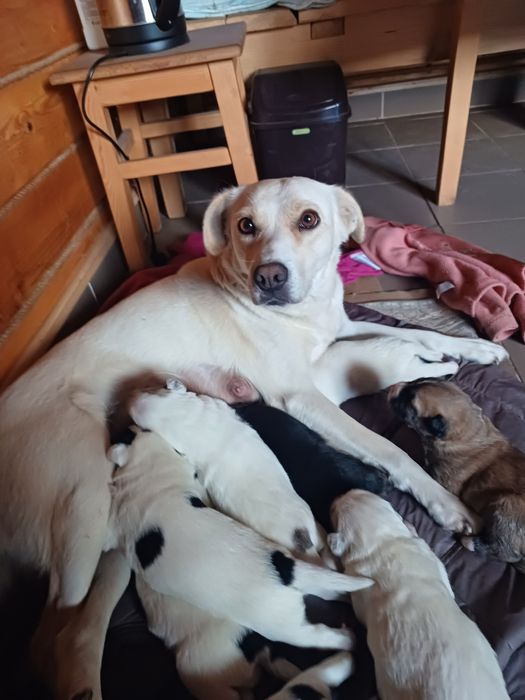 Щенята лабрадора і вівчарки в добрі руки