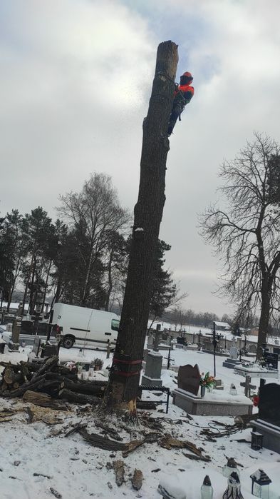 Wycinka Drzew Alpinistycznie Profesjonalnie, czyszczenie działek.
