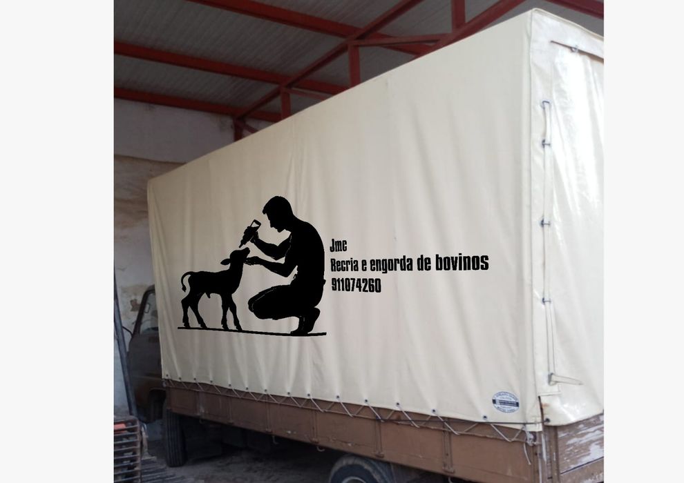 Tenho quatro vitelos frísios a comer farinha