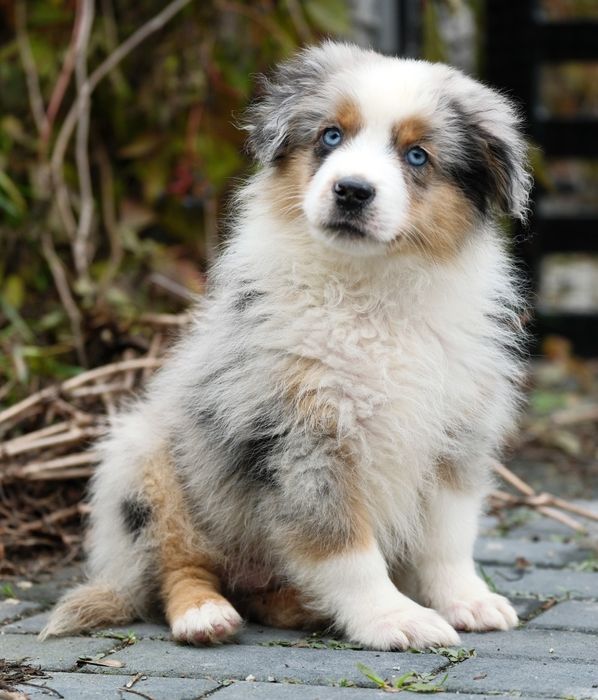 Piesek blue merle długi ogon miniaturowy owczarek amerykański ZKwP/FCI