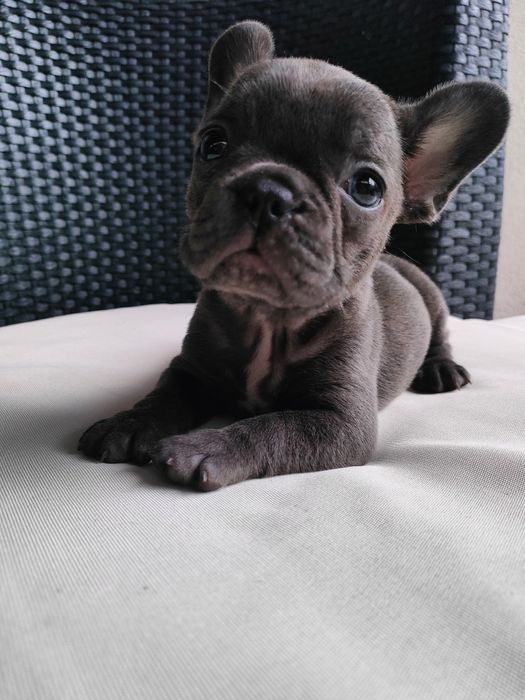 Buldog francuski