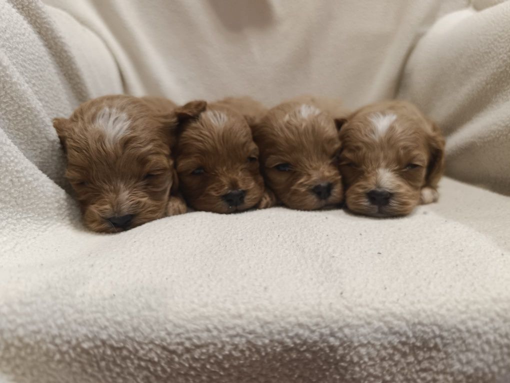 Cavapoo, sliczny zarezerwuj