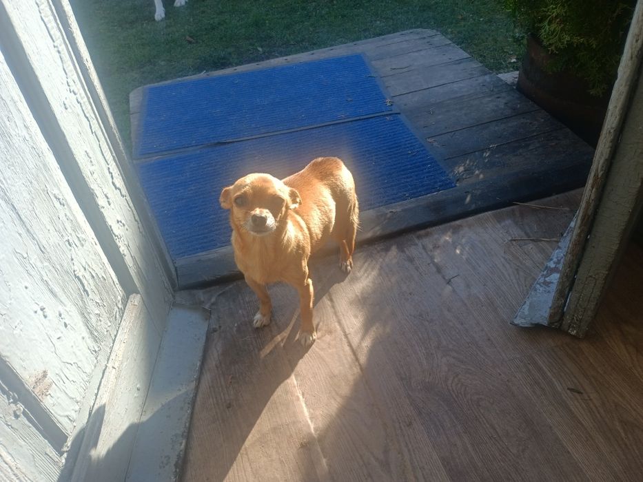 Щенята чіахуа віддам в добрі руки