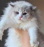 Kocurek ragdoll blue bicolour lynx REZERWACJA