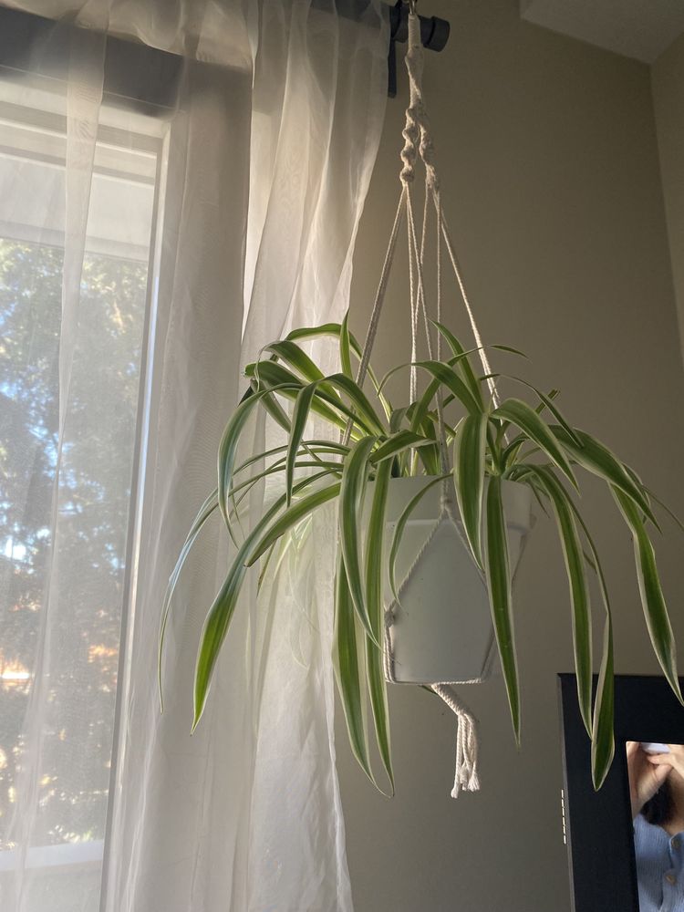 Suporte para Plantas em Macramé