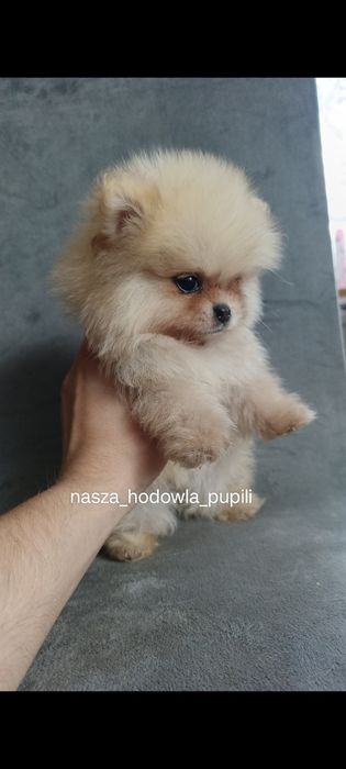 Suczka Szpic miniaturowy pomeranian MIŚ