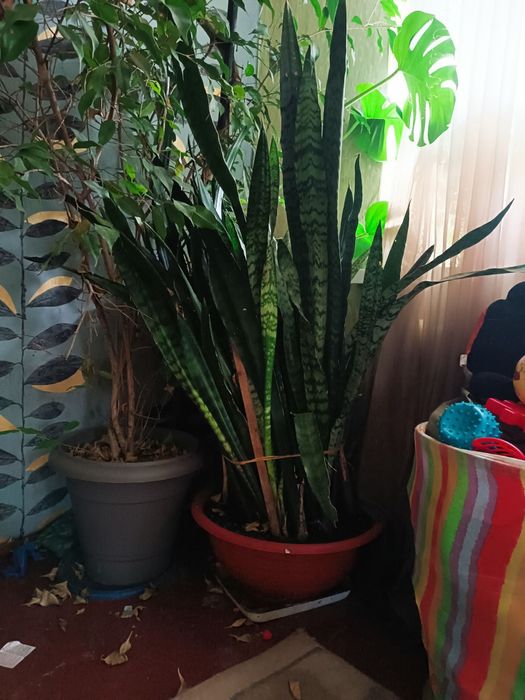 Сансильверия большая