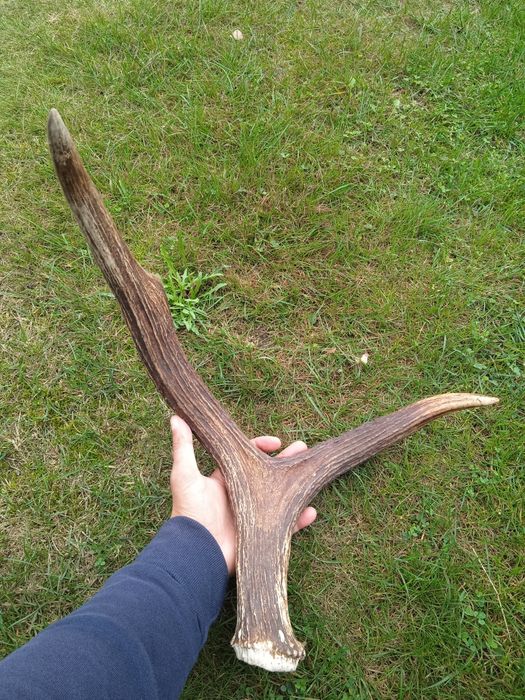 Poroże jelenia Rosocha Zrzut łosia poroże łosia jelenia parostki