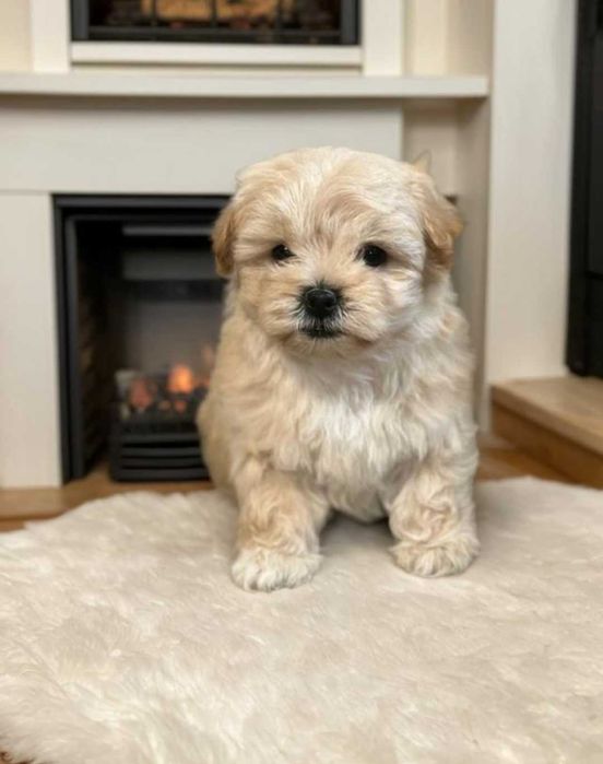 Мини девочка мальтипу.