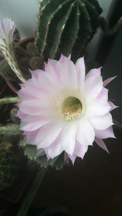 Кактусы цветущие