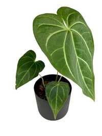 Anthurium magnificum - S