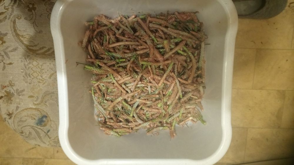 Wyciąg ekstrakt z pędów sosny