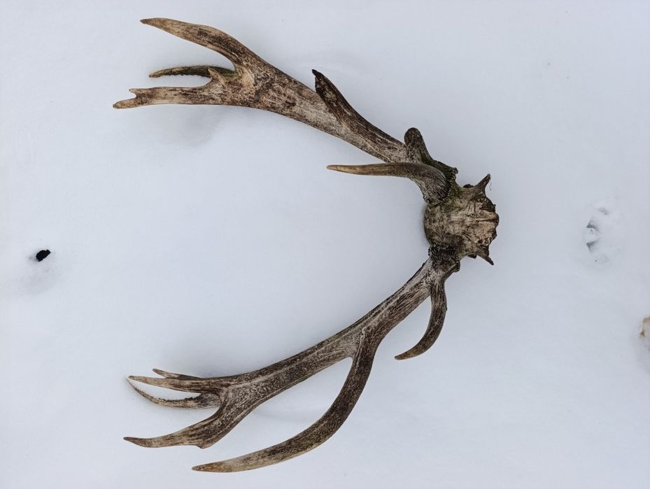 Роги карпатського оленя