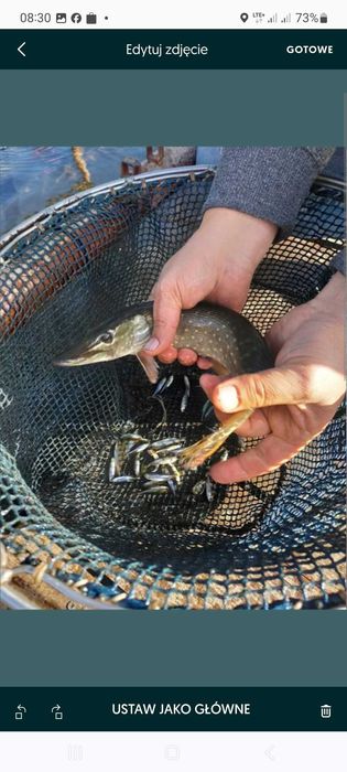 Narybek kroczek karp