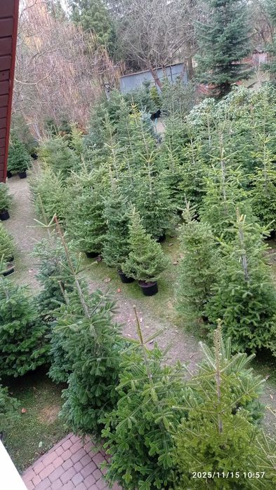 Rezerwacja choinek z korzeniami w donicach