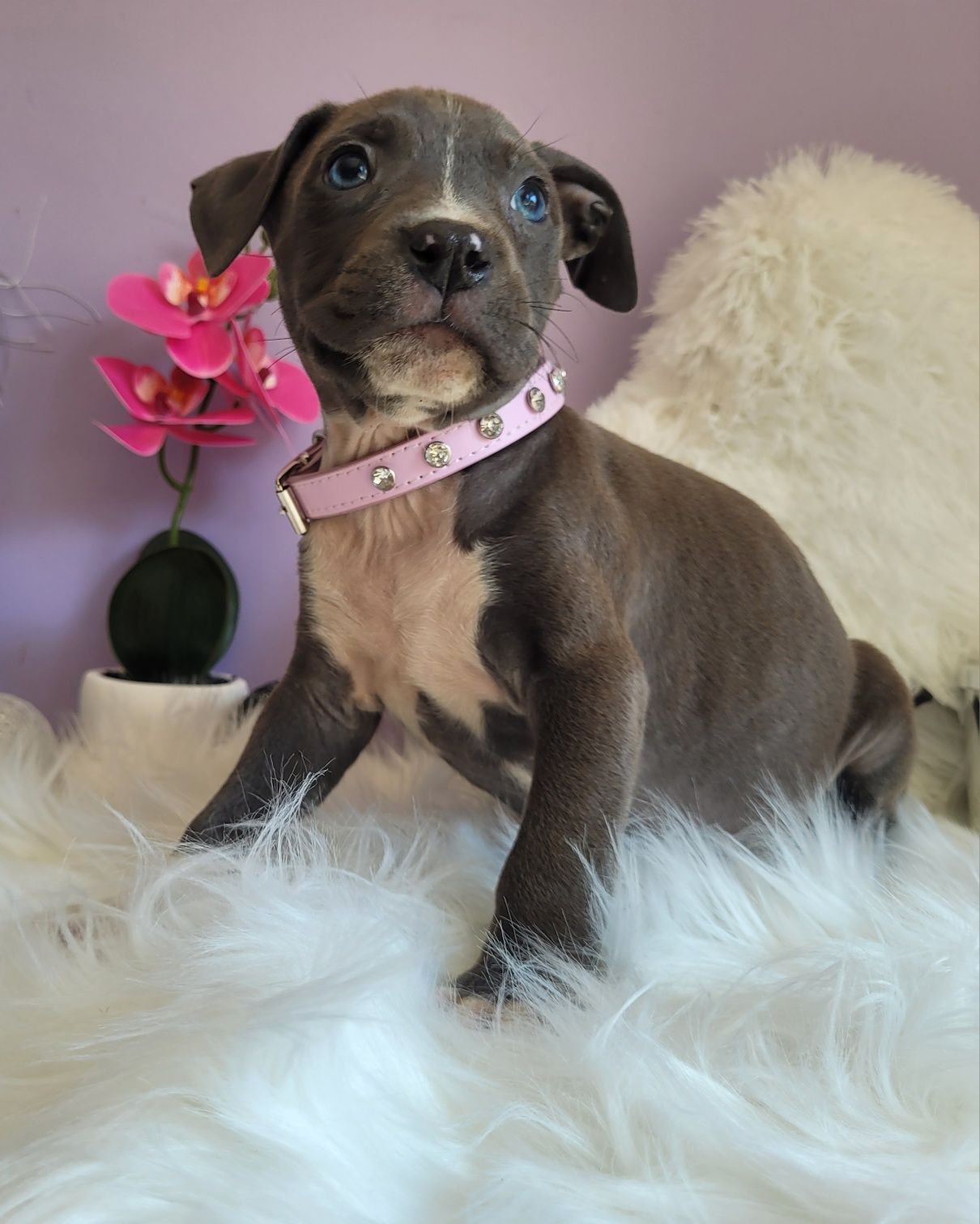 Super suczka Amstaff!
