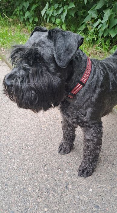 Віддам в хороші руки