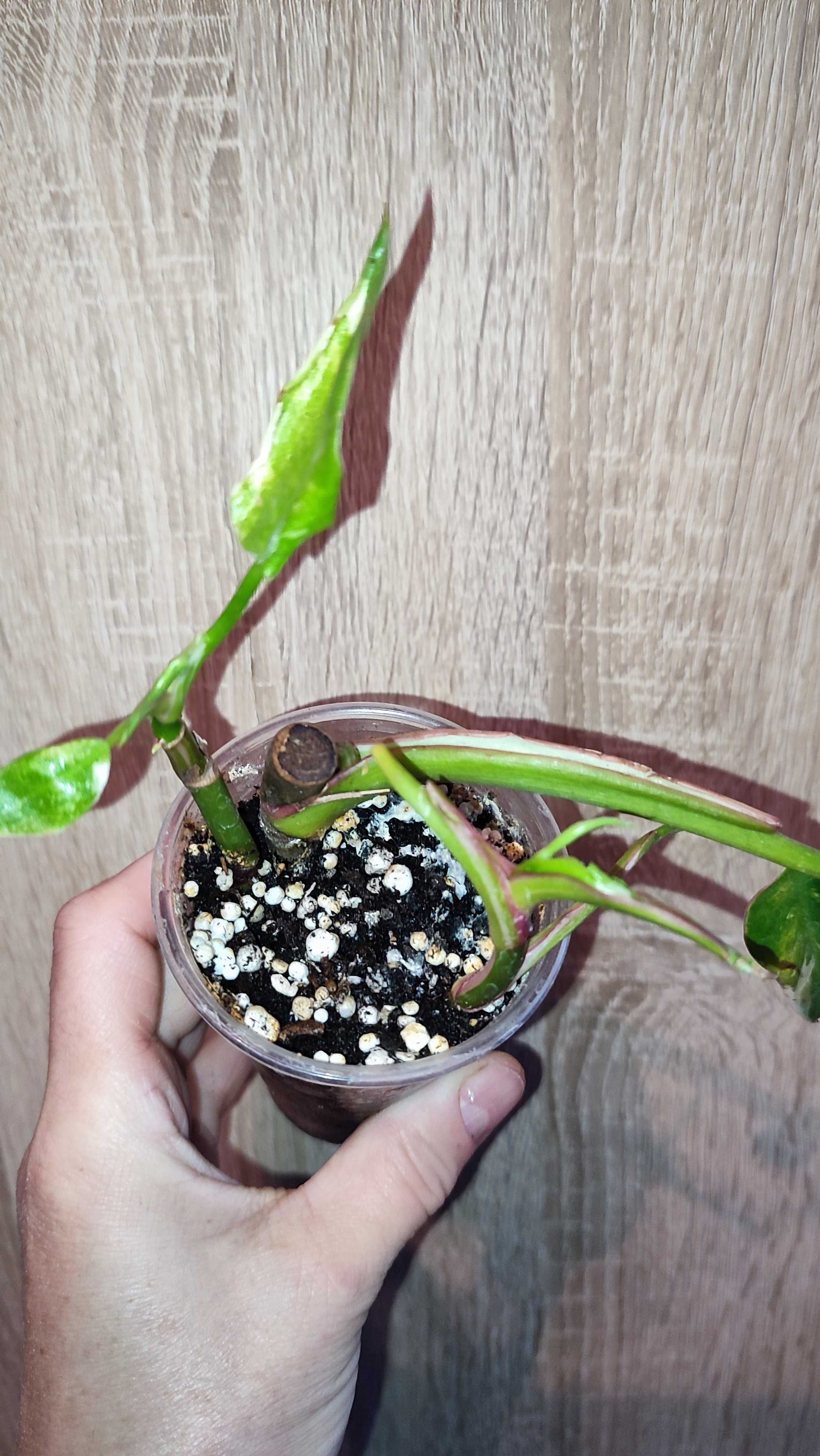 Filodendron Philodendron White Princess