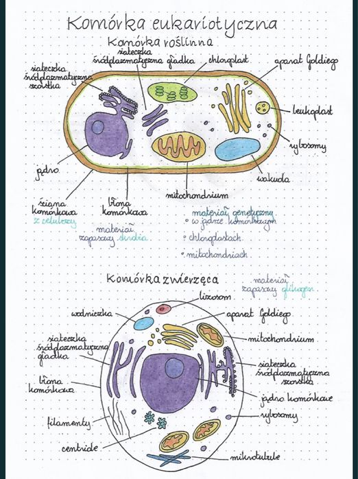 Notatki z biologii. Poziom do matury rozszerzonej