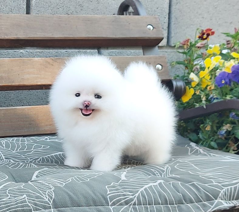 Очаровательная девочка померанского шпица