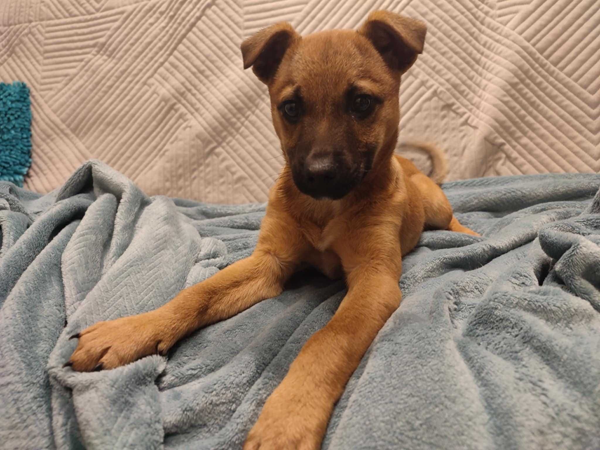 Pilne!!Luna ok 4 mcz.wyjatkowa dama czeka na adopcję Kasia Grom,